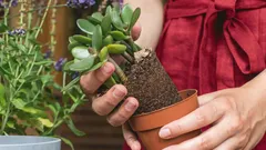 Gärtner streiten: Warum eine Prise schwarzer Pfeffer in den Topf mit dem Geldbaum gehört