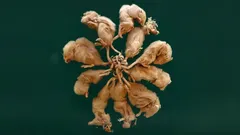 Der Rattenkönig: Mythos oder seltene Realität – und warum sich Forschende darüber streiten