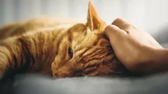 Katzen richtig streicheln: Selbst die wählerischste Samtpfote kann nicht widerstehen