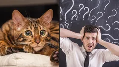 Was unterscheidet das Gedächtnis von Menschen und Katzen? Experten geben eine überraschende Antwort