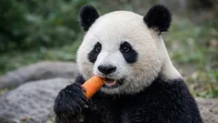 Ein Raubtier, das im Bambus feststeckt: Wie Pandas heimlich ihre Ernährung ergänzen