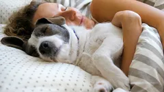 Das Schlafen mit dem Hund löst unerwartete Prozesse aus – es geht nicht nur um Wärme