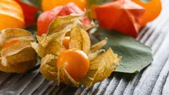 Was ist eine Physalis und wie isst man sie? Expertin erklärt die exotische Frucht