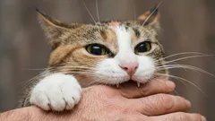 Darum beisst die Katze ständig in die Finger: Die Antwort des Zoologen könnte überraschen