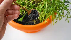 Zimmerpflanzen werden in einer Woche wieder lebendig: Florist verrät einfache Methode mit Kohle