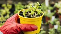 Was du im Februar für die Anzucht aussäen kannst: 5 Kulturen für frühe Ernte und Blüte