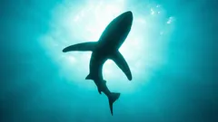 Ein Boden, den es nicht geben dürfte: Was verbirgt der Abgrund 11 Kilometer unter uns?