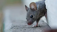 Mäuse ohne grossen Aufwand aus dem Haus vertreiben: Ein Geruch lässt die Nager fliehen