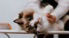 Das Phänomen der Katzentreue: 3 Rassen, die mit ihrer Loyalität überraschen