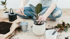 Gärtner: Wie man erkennt, dass es Zeit ist, eine Pflanze umzutopfen, auch wenn sie noch gut aussieht