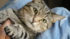 Wie man erkennt, dass eine Katze ihren Besitzer respektiert – 7 wichtige Anzeichen der Anerkennung