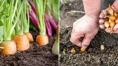 Warum es sich empfiehlt, Zwiebeln neben Karotten zu pflanzen: Ein Hinweis für alle Hobbygärtner