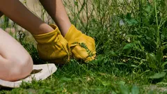 Kein Unkraut, sondern ein Diamant: Diese Pflanze wird weggeworfen, obwohl sie grossen Nutzen birgt